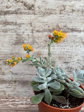 Load image into Gallery viewer, Echeveria Frosty