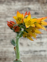 Load image into Gallery viewer, Echeveria Frosty