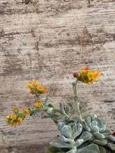 Load image into Gallery viewer, Echeveria Frosty