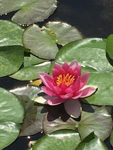 Load image into Gallery viewer, Water Lily Hardy Pink