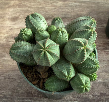 Load image into Gallery viewer, Euphorbia False Milkballs