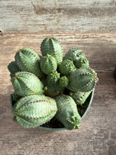 Load image into Gallery viewer, Euphorbia False Milkballs