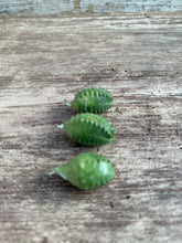 Load image into Gallery viewer, Euphorbia False Milkballs