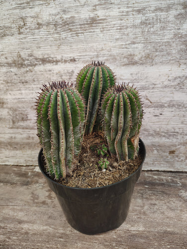 Euphorbia Milk Barrel