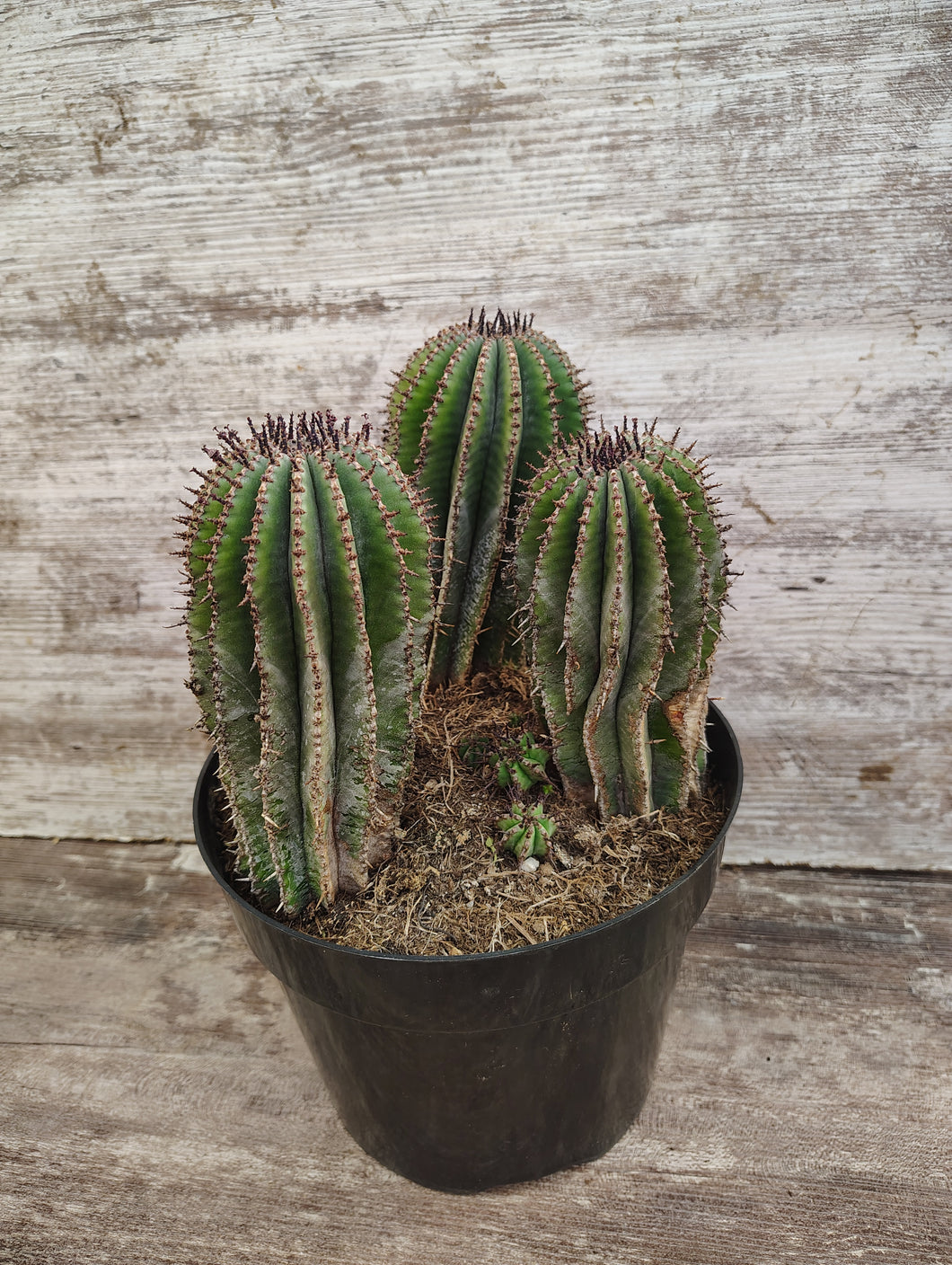 Euphorbia Milk Barrel