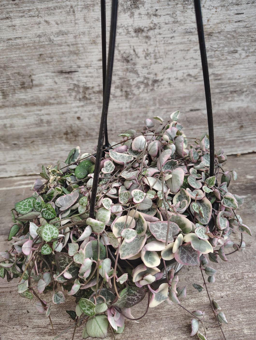String of Hearts Variegated pink