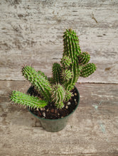 Load image into Gallery viewer, Hoodia Bushman’s Hat