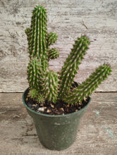 Load image into Gallery viewer, Hoodia Bushman’s Hat