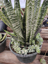 Load image into Gallery viewer, Sanseveria Zeylanica