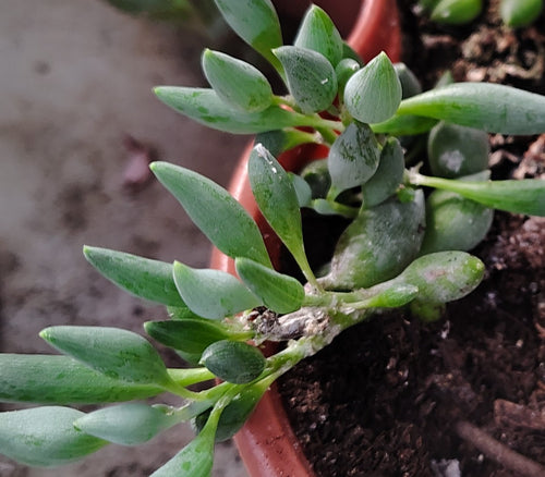 Adromischus Marloth's