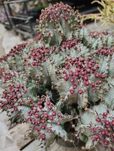 Load image into Gallery viewer, Euphorbia Snow Storm