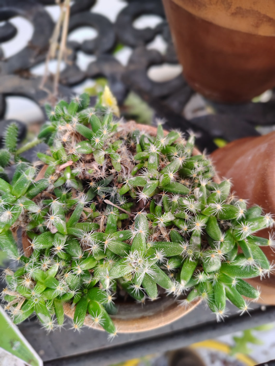 Minature Desert Rose