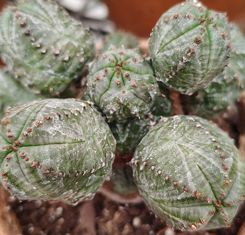 Euphorbia False Globose Spurge