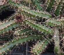 Load image into Gallery viewer, Cactus Lady Finger