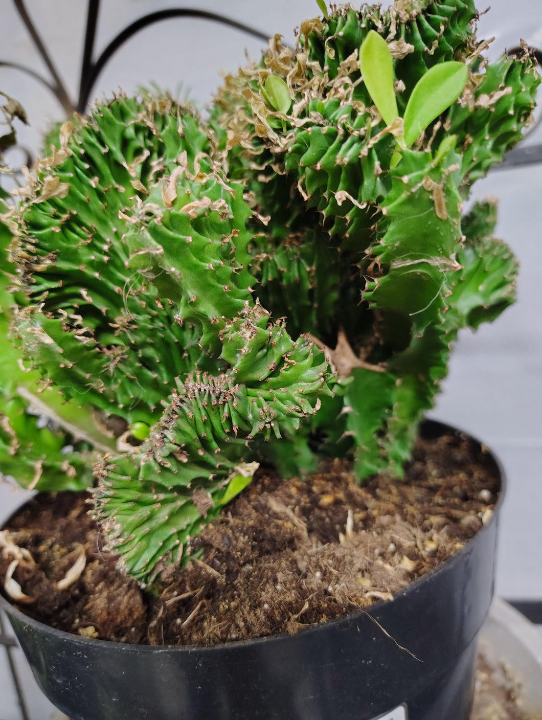 Crested Euphorbia  African Candlabra