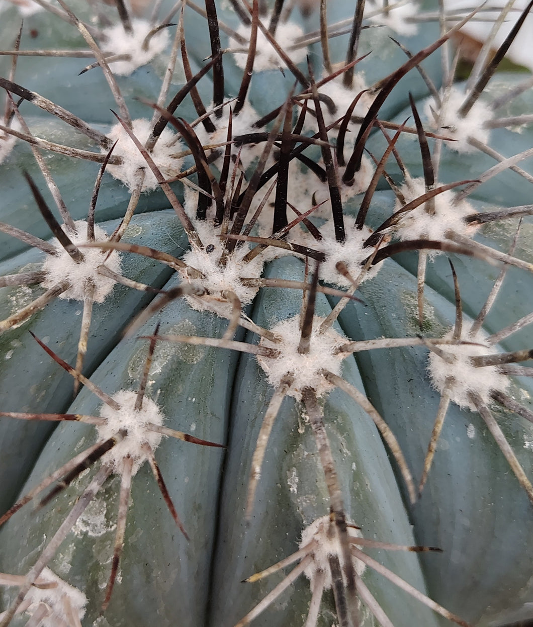 Cactus Blue Turk’s Cap
