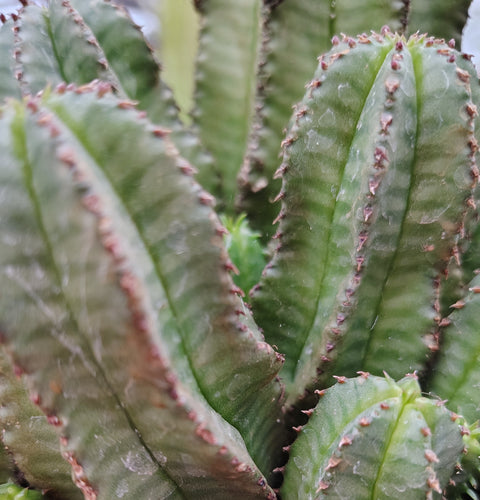 Euphorbia Tanzania Zipper