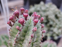 Load image into Gallery viewer, Euphorbia Tanzania Zipper