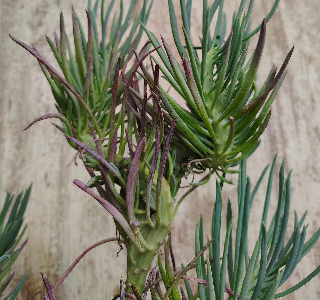 Crested Mermaid Tail