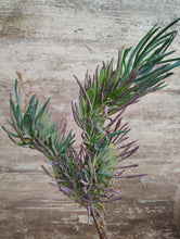 Load image into Gallery viewer, Crested Mermaid Tail