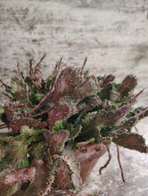 Load image into Gallery viewer, Euphorbia Green Coral