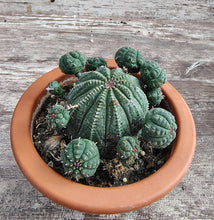 Load image into Gallery viewer, Euphorbia Baseball