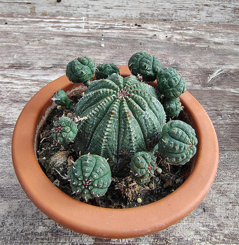 Euphorbia Baseball