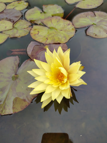 Water Lily Sribangpra