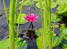 Load image into Gallery viewer, Water Lily Hardy Pink