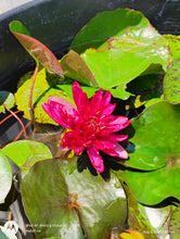Load image into Gallery viewer, Water Lily Razzberry