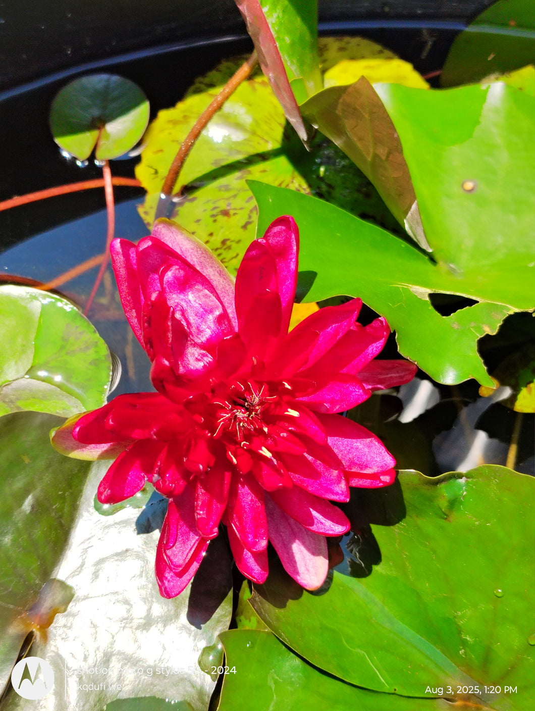 Water Lily Razzberry