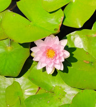 Load image into Gallery viewer, Waterlily Madame Wilfron Gommere