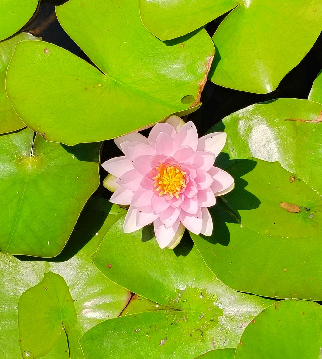 Waterlily Madame Wilfron Gommere