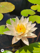 Load image into Gallery viewer, Water Lily Peace