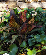 Load image into Gallery viewer, Canna Australia