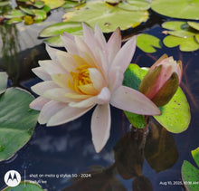 Load image into Gallery viewer, Water Lily Peace