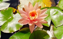 Load image into Gallery viewer, Water Lily Georgia Peach