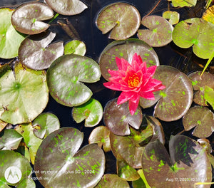 Water Lily Wanvisa
