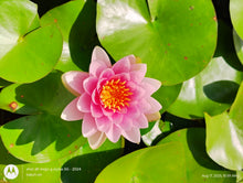 Load image into Gallery viewer, Waterlily Madame Wilfron Gommere