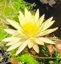 Load image into Gallery viewer, Water Lily Sribangpra