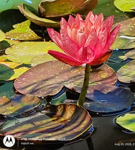 Water Lily Wanvisa