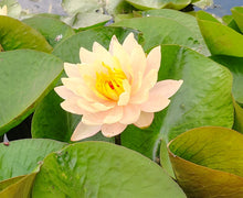 Load image into Gallery viewer, Water Lily Peaches and Cream