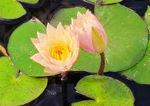 Load image into Gallery viewer, Water Lily Peace