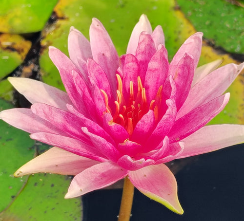 Waterlily Bergundy Princess