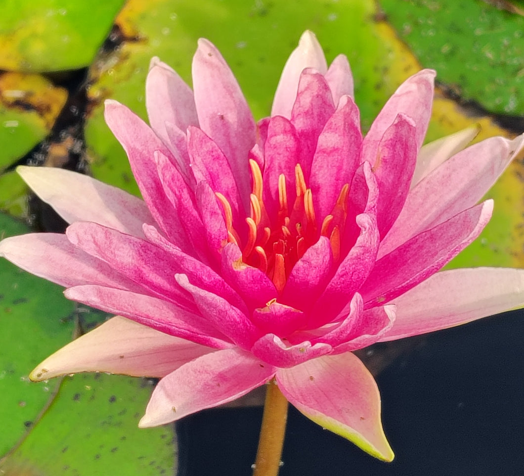 Waterlily Bergundy Princess