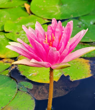 Load image into Gallery viewer, Waterlily Bergundy Princess