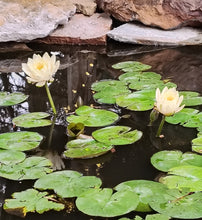 Load image into Gallery viewer, Waterlily Colorado