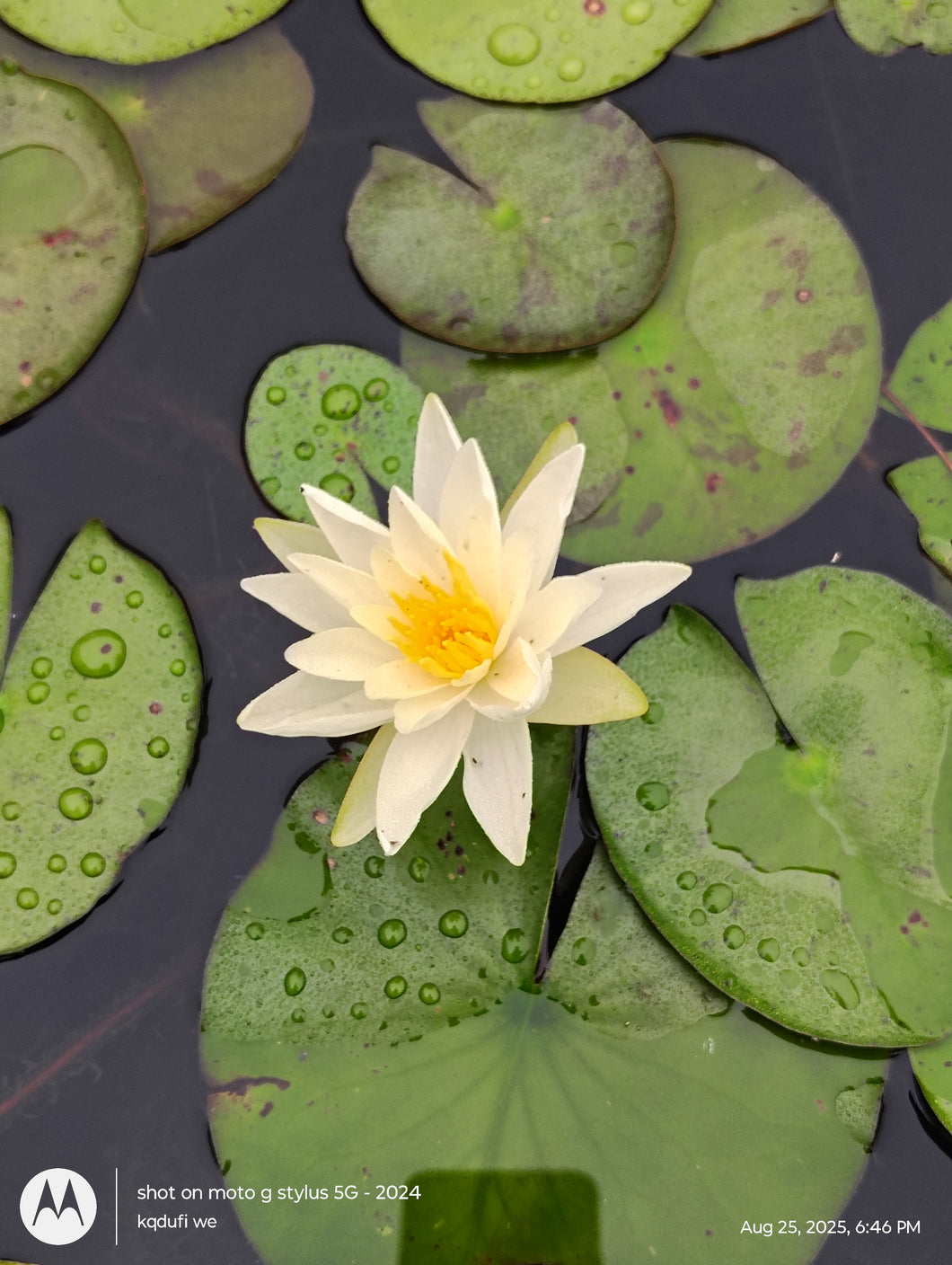 Waterlily Charlene Strawn
