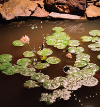 Load image into Gallery viewer, Waterlily Colorado