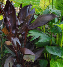 Load image into Gallery viewer, Canna Black Night